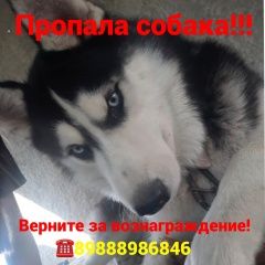 Подробнее об объявлении «Ростов-на-Дону Пропала собака» Фото: пропала собака Сибирская хаски «Ростов-на-Дону Пропала собака» в г. Ростов-на-Дону