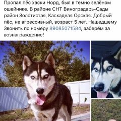 Подробнее об объявлении «Ростов-на-Дону Пропала собака кобель» Фото: пропала собака Сибирская хаски «Ростов-на-Дону Пропала собака кобель» в г. Ростов-на-Дону