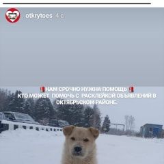 Подробнее об объявлении «Пропала собака кобель Томск» Фото: пропала собака  «Пропала собака кобель Томск» в г. Томск