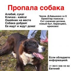 Подробнее об объявлении «Пропала собака Чехов» Фото: пропала собака  «Пропала собака Чехов» в г. Чехов