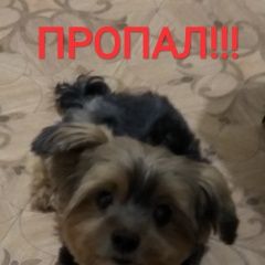Подробнее об объявлении «Пропала собака кобель Санкт-Петербург» Фото: пропала собака Йоркширский терьер «Пропала собака кобель Санкт-Петербург» в г. Санкт-Петербург