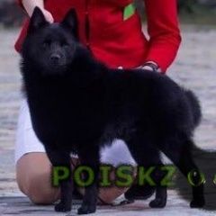 Подробнее об объявлении «Пропала собака кобель в районе кущевского лпумг Кущевская» Фото: пропала собака  «Пропала собака кобель в районе кущевского лпумг...» в г. Кущевская