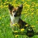 Подробнее об объявлении «Пропала собака похожа на лисичку Нижний Новгород» Фото: пропала собака  «Пропала собака похожа на лисичку Нижний Новгород» в г. Нижний Новгород