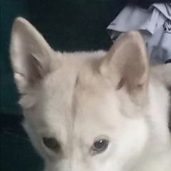 Подробнее об объявлении «Улан-Удэ Пропала собака помогите найти собачку» Фото: пропала собака Аляскинский маламут «Улан-Удэ Пропала собака помогите найти собачку» в г. Улан-Удэ