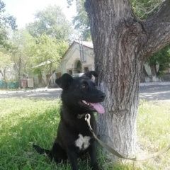 Подробнее об объявлении «Курган Пропала собака» Фото: пропала собака  «Курган Пропала собака» в г. Курган