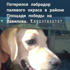 Подробнее об объявлении «Пропала собака кобель лабрадор палевого окраса Красноярск» Фото: пропала собака Лабрадор ретривер «Пропала собака кобель лабрадор палевого окраса...» в г. Красноярск