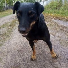 Подробнее об объявлении «Пропала собака Курган» Фото: пропала собака  «Пропала собака Курган» в г. Курган