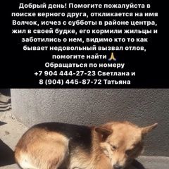 Подробнее об объявлении «Ростов-на-Дону Пропала собака кобель» Фото: пропала собака  «Ростов-на-Дону Пропала собака кобель» в г. Ростов-на-Дону