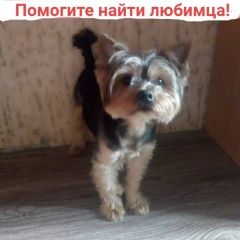 Подробнее об объявлении «Москва Пропала собака кобель крик души внимание   срочно» Фото: пропала собака Йоркширский терьер «Москва Пропала собака кобель крик души внимание...» в г. Москва