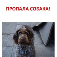 Подробнее об объявлении «Майкоп (Адыгея) Пропала собака» Фото: пропала собака Дратхаар «Майкоп (Адыгея) Пропала собака» в г. Майкоп (Адыгея)