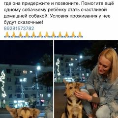 Подробнее об объявлении «Ростов-на-Дону Пропала собака» Фото: пропала собака  «Ростов-на-Дону Пропала собака» в г. Ростов-на-Дону