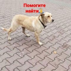 Подробнее об объявлении «Ростов-на-Дону Пропала собака» Фото: пропала собака  «Ростов-на-Дону Пропала собака» в г. Ростов-на-Дону