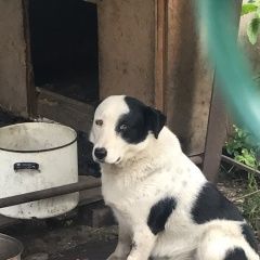 Подробнее об объявлении «Пропала собака кобель очень просим помочь в поиске Санкт-Петербург» Фото: пропала собака  «Пропала собака кобель очень просим помочь в...» в г. Санкт-Петербург