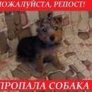 Подробнее об объявлении «Пропала собака Сергиев Посад» Фото: пропала собака Йоркширский терьер «Пропала собака Сергиев Посад» в г. Сергиев Посад