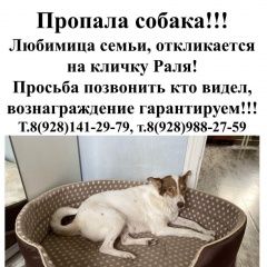 Подробнее об объявлении «Ростов-на-Дону Пропала собака» Фото: пропала собака  «Ростов-на-Дону Пропала собака» в г. Ростов-на-Дону
