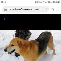 Подробнее об объявлении «Пропала собака кобель русская гончая Волоколамск» Фото: пропала собака Гончая «Пропала собака кобель русская гончая Волоколамск» в г. Волоколамск