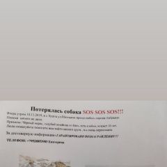 Подробнее об объявлении «Пропала собака кобель лабрадор. Томск» Фото: пропала собака  «Пропала собака кобель лабрадор. Томск» в г. Томск