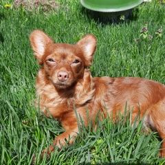 Подробнее об объявлении «Ступино Пропала собака» Фото: пропала собака Чихуахуа «Ступино Пропала собака» в г. Ступино