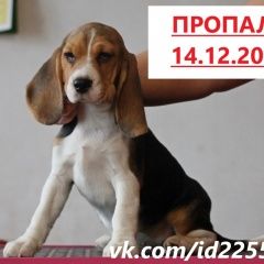 Подробнее об объявлении «Пропала собака щенок бигль девочка Санкт-Петербург» Фото: пропала собака Бигль «Пропала собака щенок бигль девочка Санкт-Петербург» в г. Санкт-Петербург