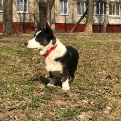 Подробнее об объявлении «Москва Пропала собака кобель корги» Фото: пропала собака Вельш корги «Москва Пропала собака кобель корги» в г. Москва
