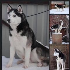 Подробнее об объявлении «Пропала собака кобель Нарофоминск» Фото: пропала собака Сибирская хаски «Пропала собака кобель Нарофоминск» в г. Нарофоминск