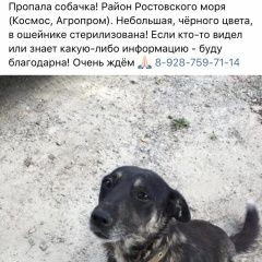 Подробнее об объявлении «Ростов-на-Дону Пропала собака» Фото: пропала собака  «Ростов-на-Дону Пропала собака» в г. Ростов-на-Дону