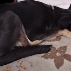 Подробнее об объявлении «Пропала собака кобель безпородестая Южно-Сахалинск» Фото: пропала собака  «Пропала собака кобель безпородестая Южно-Сахалинск» в г. Южно-Сахалинск