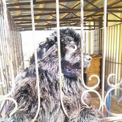 Подробнее об объявлении «Пропала собака кобель Чебоксары» Фото: пропала собака Ньюфаундленд «Пропала собака кобель Чебоксары» в г. Чебоксары