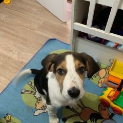 Подробнее об объявлении «Пропала собака Санкт-Петербург» Фото: пропала собака Гончая «Пропала собака Санкт-Петербург» в г. Санкт-Петербург