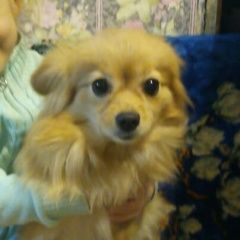 Подробнее об объявлении «Пропала собака пожалуйста помогите, прошу Хабаровск» Фото: пропала собака Немецкий шпиц «Пропала собака пожалуйста помогите, прошу...» в г. Хабаровск