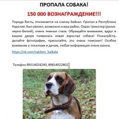 Подробнее об объявлении «Петрозаводск Пропала собака кобель» Фото: пропала собака Бигль «Петрозаводск Пропала собака кобель» в г. Петрозаводск