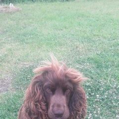 Подробнее об объявлении «Пропала собака кобель Санкт-Петербург» Фото: пропала собака Английский кокер-спаниель «Пропала собака кобель Санкт-Петербург» в г. Санкт-Петербург