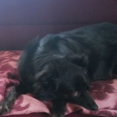 Подробнее об объявлении «Пропала собака Смоленск» Фото: пропала собака  «Пропала собака Смоленск» в г. Смоленск