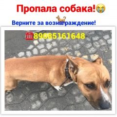 Подробнее об объявлении «Ростов-на-Дону Пропала собака» Фото: пропала собака Стаффордширский бультерьер «Ростов-на-Дону Пропала собака» в г. Ростов-на-Дону
