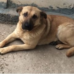 Подробнее об объявлении «Пропала собака кобель Симферополь» Фото: пропала собака  «Пропала собака кобель Симферополь» в г. Симферополь