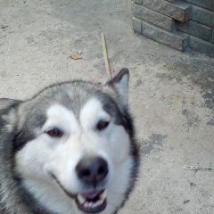 Подробнее об объявлении «Пропала собака аляскинский маламут Симферополь» Фото: пропала собака Аляскинский маламут «Пропала собака аляскинский маламут Симферополь» в г. Симферополь