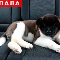 Подробнее об объявлении «Раменское Пропала собака малышка» Фото: пропала собака  «Раменское Пропала собака малышка» в г. Раменское