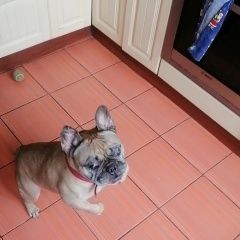 Подробнее об объявлении «Пропала собака Москва» Фото: пропала собака Французский бульдог «Пропала собака Москва» в г. Москва