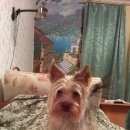 Подробнее об объявлении «Пропала собака серебристый окрас Череповец» Фото: пропала собака Йоркширский терьер «Пропала собака серебристый окрас Череповец» в г. Череповец