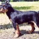 Подробнее об объявлении «Пропала собака Дмитров» Фото: пропала собака Ягд-терьер «Пропала собака Дмитров» в г. Дмитров