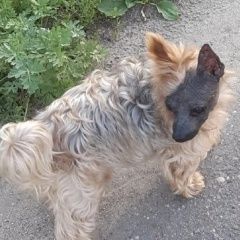 Картинка пропала собака В городе Орехово-Зуево исчез кобелёк. Орехово-Зуево