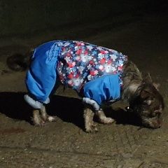 Подробнее об объявлении «Пропала собака кобель филя Санкт-Петербург» Фото: пропала собака  «Пропала собака кобель филя Санкт-Петербург» в г. Санкт-Петербург