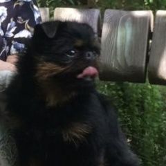 Подробнее об объявлении «Геленджик Пропала собака кобель» Фото: пропала собака  «Геленджик Пропала собака кобель» в г. Геленджик