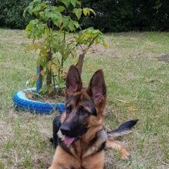 Подробнее об объявлении «Ангарск Пропала собака» Фото: пропала собака Немецкая овчарка «Ангарск Пропала собака» в г. Ангарск