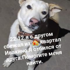 Подробнее об объявлении «Пропала собака кобель Химки» Фото: пропала собака  «Пропала собака кобель Химки» в г. Химки