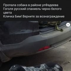 Подробнее об объявлении «Краснодар Пропала собака кобель район пашковке» Фото: пропала собака Русский охотничий спаниель «Краснодар Пропала собака кобель район пашковке» в г. Краснодар