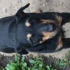 Подробнее об объявлении «Пропала собака кобель Набережные Челны» Фото: пропала собака Ягд-терьер «Пропала собака кобель Набережные Челны» в г. Набережные Челны