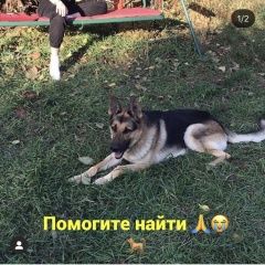 Подробнее об объявлении «Ростов-на-Дону Пропала собака кобель» Фото: пропала собака Немецкая овчарка «Ростов-на-Дону Пропала собака кобель» в г. Ростов-на-Дону