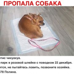 Подробнее об объявлении «Москва Пропала собака кобель измайловский парк» Фото: пропала собака  «Москва Пропала собака кобель измайловский парк» в г. Москва