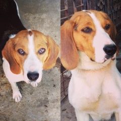 Подробнее об объявлении «Шебекино Пропала собака помогите найти собаку» Фото: пропала собака  «Шебекино Пропала собака помогите найти собаку» в г. Шебекино